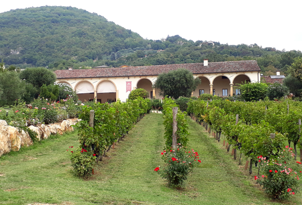 Cantina Pegoraro - Società agricola semplice