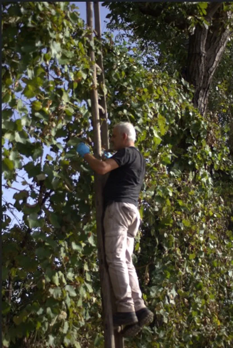 Asprinio in Lianenerziehung zur Sektbereitung bei Barbato