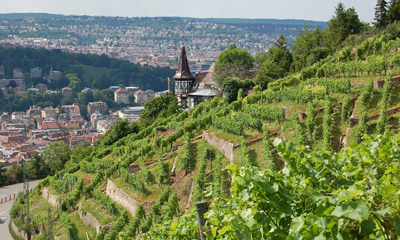 Eine der „wertvollen“ Lagen des Weinguts der Stadt Stuttgart: Die Weinsteige Nanz.