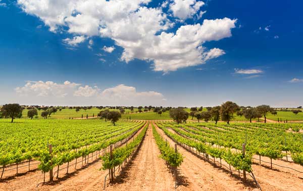 Weinbau in der Tiera de Castilla. Foto: Bodega Fontana PR
