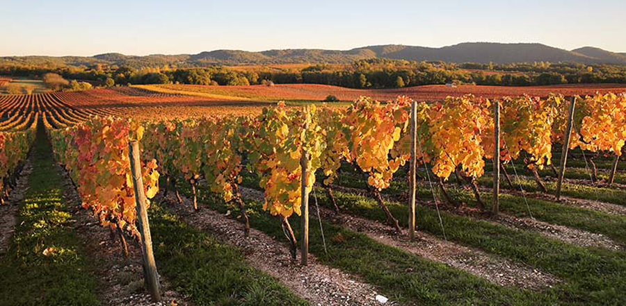 Reben im Cahors im Tal des Lot. Foto: l'Union Interprofessionnelle du Vin de Cahors, Jerome Morel