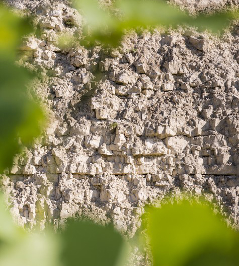 Kalksteinschichtungen im Chablis. Foto: Sébastien Boulard - BIVB