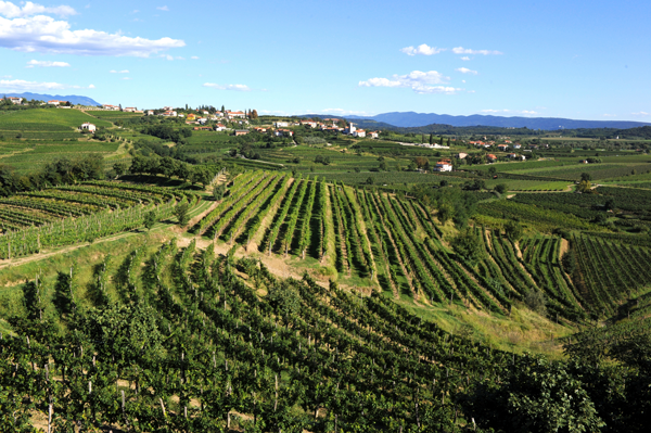 Weinlandschaft bei Ceglo