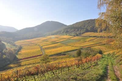 Die Lage Kastanienbusch, aus welcher der Wein vom Weingut Dr. Wehrheim stammt.
