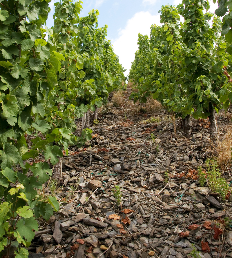 Was man in den Weinen des Weinguts Mertes in Waldrach/Mosel, genauer Ruwer, schmeckt: Der Tonschiefer. Foto: www.buntru.de