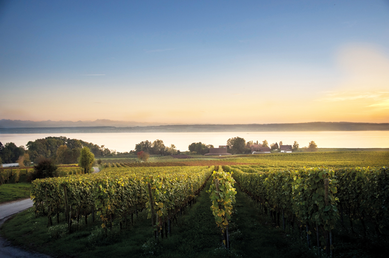 Die Weinberge steigen direkt vom Seeufer auf: Weingut Aufricht in Stetten am Bodensee.