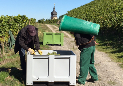 Fürstlich Castell’sches Domänenamt: Altanlagen haben das Wüstenklima gut verkraftet.