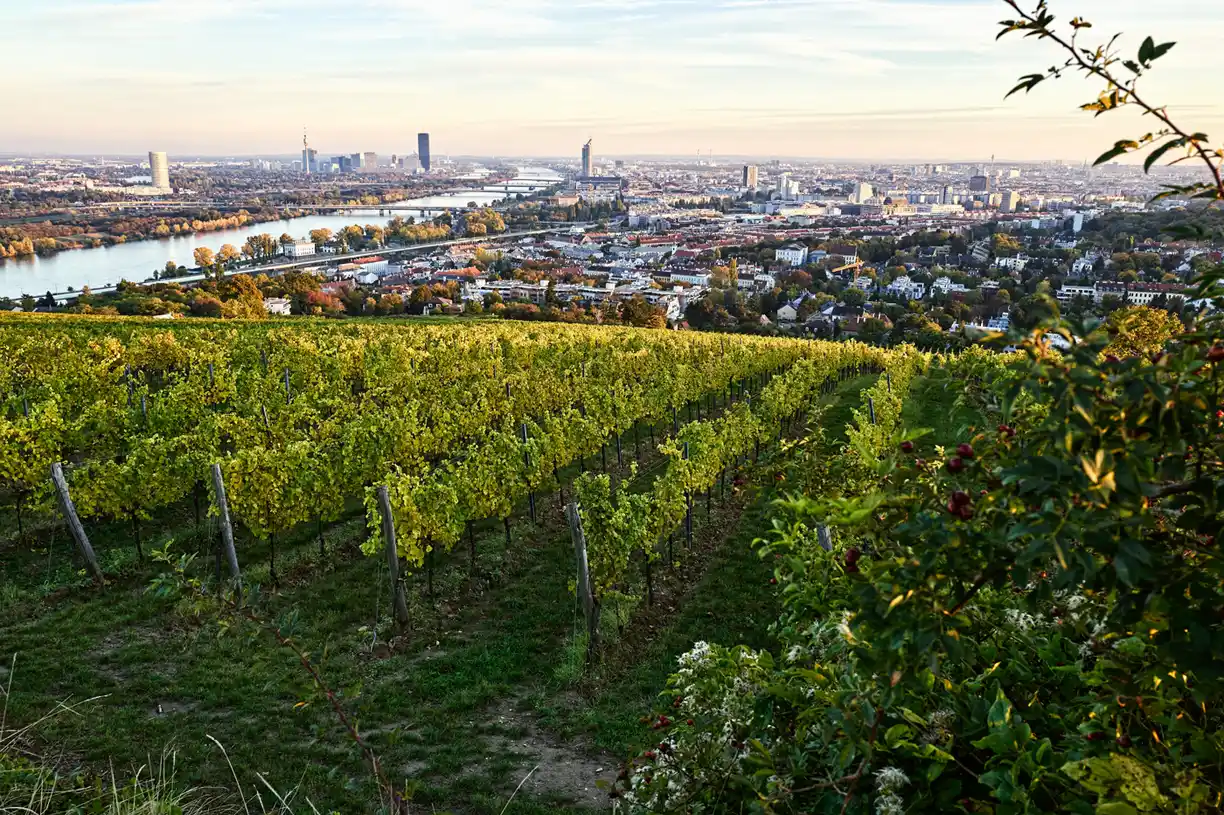 Ried Gollin 1ÖTW, mit Blick auf Wien