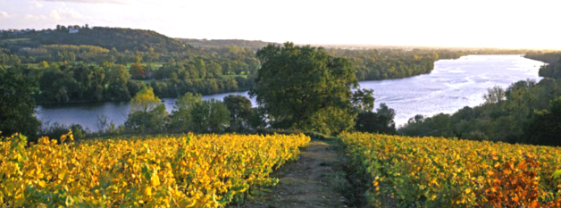 Landschaft in der AOP Muscadet Coteaux de la Loire. Foto: Philippe Caharel - de la Domaine des Génaudières. 