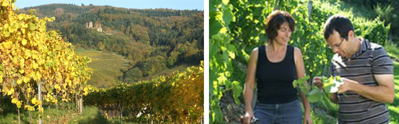 Reben bei Oberkirch. Qualitätsmanager Frank Männle berät eine Winzerin. Fotos: Dieter Simon