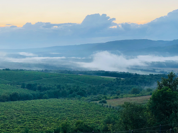 Morgenstimmung in den Weinbergen - wie im Piemont