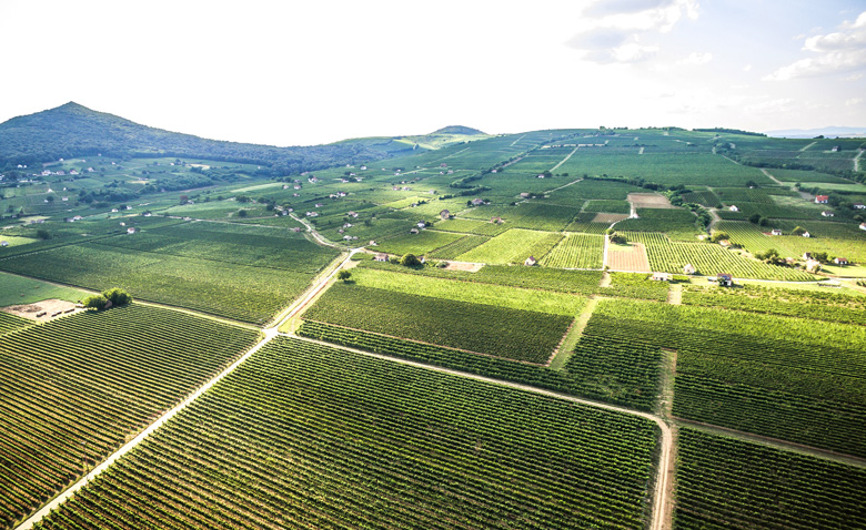 Weinlandschaft im Gebiet Villány, Ungarn