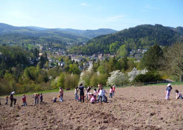 Knapp Wine Estate, new planting on the Baden-Baden Eckberg