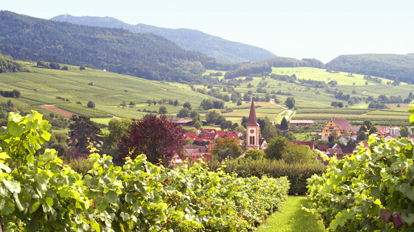Blick auf den Weinort Laufen im Markgräflerland vor der Kulisse des Schwarzwalds.