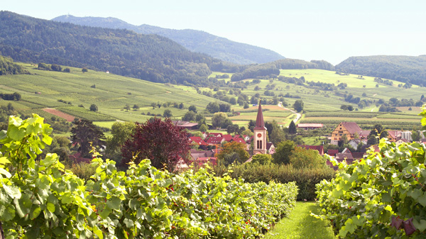 Der Weinort Laufen mit den Reben am Saum des Schwarzwalds.