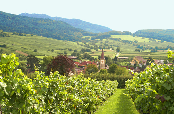 Der Weinort Laufen, Südbaden, am Saum des Schwrazwalds. Foto: bonvinitas