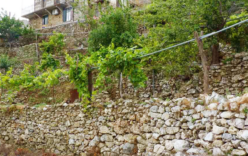 Typisch für Samos, Reben im Garten - gleich neben den Häusern, hier im Bergdorf Koumaradei.