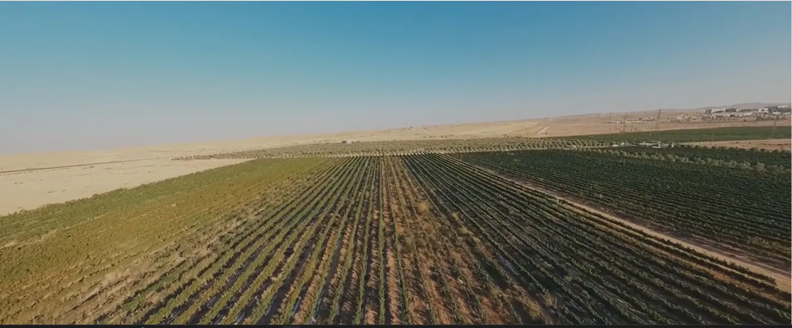 Vineyards of Moa Winery in the Ramon Mountains of the southern Negev, in the middle of the desert. Photo: PR