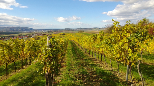 Einer der Weinberge, asu dem der Pfaffl HAIDEN stammt