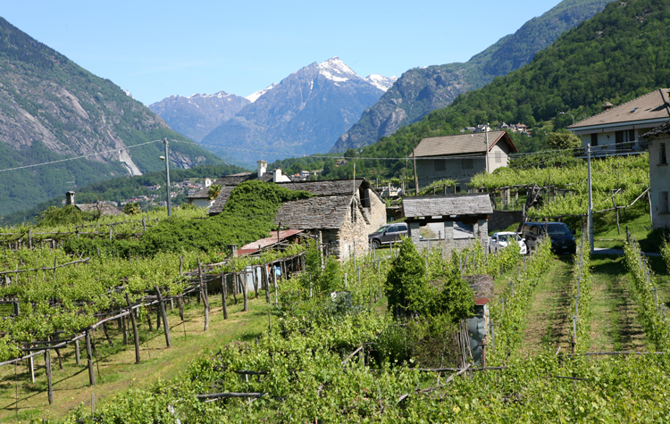 Piemont, Valli Ossolana hoch in den Alpen. Man sieht noch die historische Dacherziehung, rechts aber schon modernen Weinbau