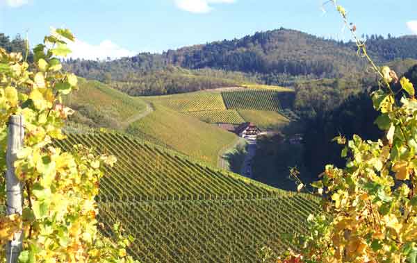 Weingut Andreas Männle in Durbach, nestled cozily in the heart of the family-owned vineyard Bienengarten, or 'Bee's Garden'