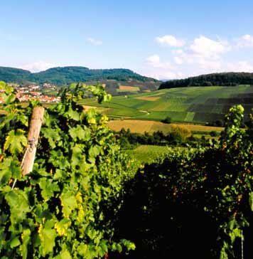 Batzenberg vineyard