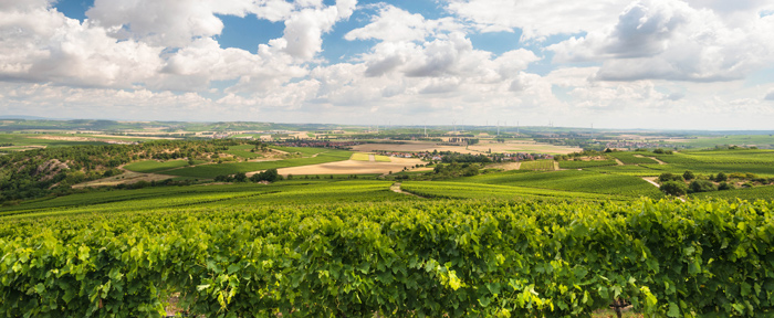 Typisch rheinhessische Wein-Hügellandschaft. Foto: Dominik Ketz, Rheinhessen-Touristik