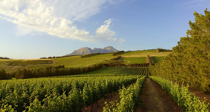 Weinbau in Südafrika, Provinz Westkap. Foto: PR South African Tourism Board