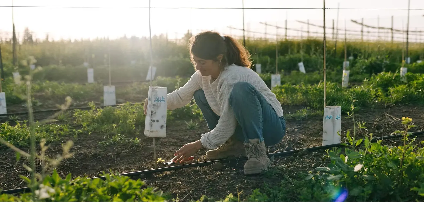 Lital Ovadia, who established a vineyard on her parents' farm in the northern Golan Heights in 2020 after completing her professional and academic studies. Photo: PR