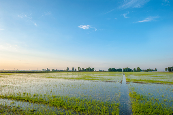 Reisfelder im Veneto