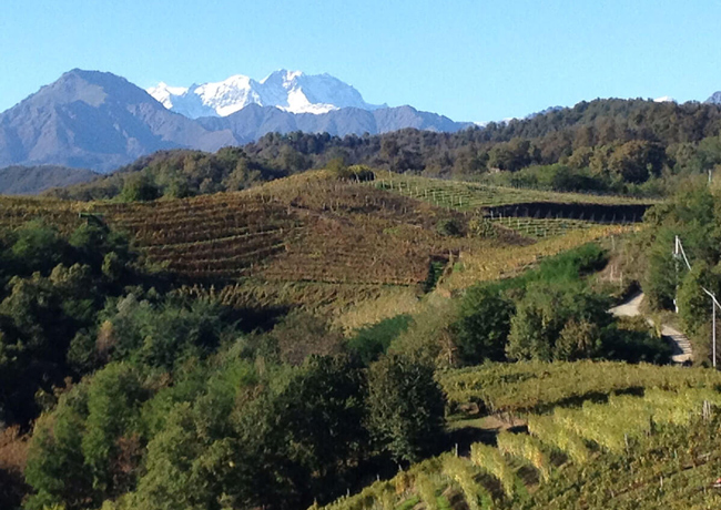 Weinberge in Gattinara mit Blick auf den Monte Rosa. Foto: Consortio Tutela Nebbiolo Alto Piemonte