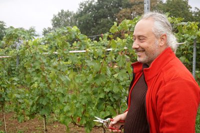 Weingut Frédéric Fourré, Radebeul: Trauben hatten vergleichsweise dicke Schalen.