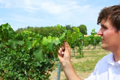 Weingut Pfeffer: Mächtiger Jahrgang für die Rotweine.