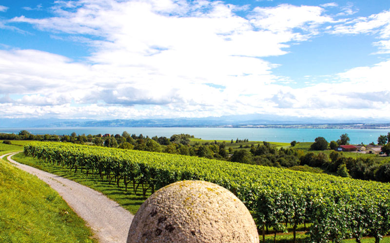 Reben in Meersburg am Bodenseeufer.