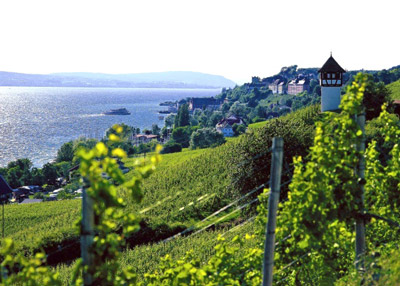 Wo viele Winzer des Winzervereins Meersburg Reben bewirtschaften: Der Lerchenberg über dem Bodensee.