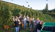 Weingut Maximilian Bohnert sehr zukunftsorientiert: will in fünf Jahren alles auf PIWI-Sorten umgestellt haben. Feiern hier das Ende der Weinlese