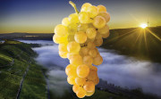 Mosel Weinerntebilanz 2021: fruchtige spritzige Weine zu erwarten. Im Bild Herbstlandschaft an der Mosel mit Rieslingtraube