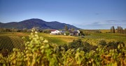 Weingut Erlenwein in der Südpfalz aufstrebendes Weingut in idyllischer Lage zwischen Ilbesheim und Leinsweiler