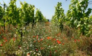 Weingut Galler, ein Bio-Weingut in Kirchheim an der Weinstraße. Mit über 50% PIWI-Sorten ist Bio dort viel mehr als ein Wort. Im Bild: Blühender Weinberg im Frühjahr. Foto: Andreas Durst