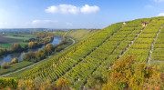 Das Weinland Württemberg: Viel Gutes und lohnender Besuch. Weinterrassen über dem Neckar bei Besigheim. Foto: Robert Schneider - Adobestock