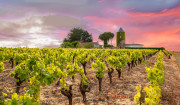 Der Muscadet und das Nantais und was ‚Sur Lie‘ bedeutet. Im Blick: Monnières im AOP Muscadet Sèvre-et-Maine. Foto: guitou60 Adobestock