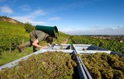 In Deutschland in die Lese noch in vollem Gange - ersten Schätzungen zufolge fällt hierzulande die Erntemenge 2015 leicht unterdurchschnittlich aus.