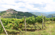 Weinbau in Istrien, Blick auf Motovun