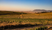 Typisch Swartland: sanft hügelig, heiß, ziemlich trocken, mit Wein- und Weizenfeldern vor den Gebirgszügen des Kap-Faltengürtels. Foto: Weingut Lammershoek