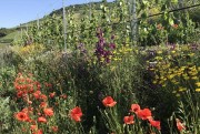 Querterrassen-Weinbau – Forschungsprojekt der Hochschule Geisenheim University im Steillagen-Weinbau: Wie zu sehen hohe Biodiversität an den Böschungen, weniger Arbeit; Weingut Paul Laquai. Foto: Gilbert Laquai