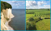 Weinbau auf Rügen; Reben des Weinguts Hohmann, Foto: PR. Links: Teil der bekannten Stubbenkammer Kreidefelsen auf Rügen