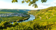 13.- 15.6.2025: Mythos Mosel ‚Riesling-Reise‘ zu Top-Betrieben und jungen Talenten. Im Bild die Mosel bei Trittenheim. Foto: Birgit Reitz-Hofmann - Adobestock