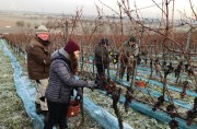 Eisweinlese 2020 im südbadischen Auggen, ein Gutedel mit 174° Öchsle – Eiswein, die edelsüßen Tröpfchen!