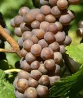 Grauer Burgunder