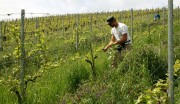 Weingut im Hagenbüchle, Achim Stilz, in Schnait/Württemberg, ein PIWI Pionier – 2008 gepflanzten Pinotin noch nie gespritzt